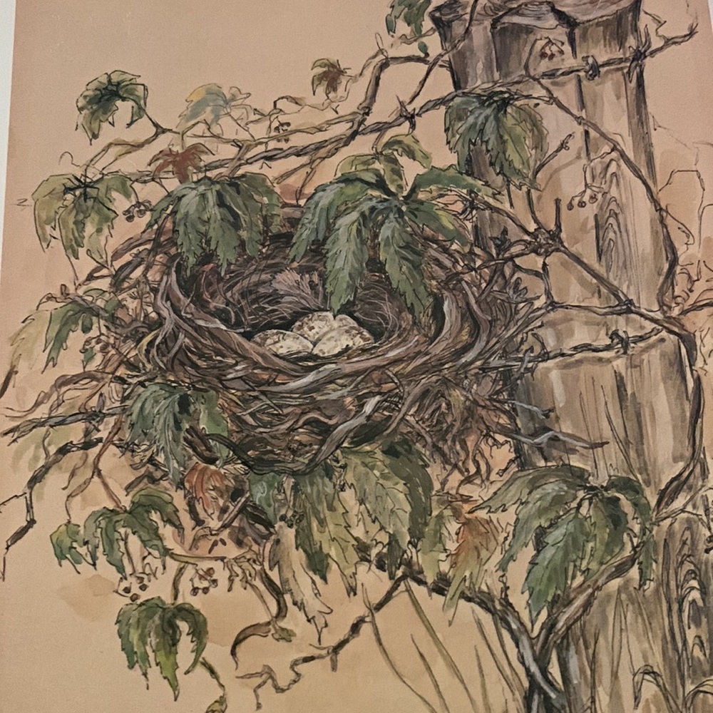 1975, set of numbered, 88/500 and 89/500 signed prints of birds nest MARY MUGG. - Picture 5 of 9